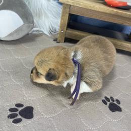 Iris - Sable female Pembroke Welsh Corgi puppy in Apison, Tennessee from Ashmore Corgis
