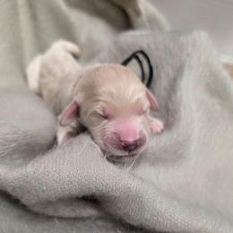 Shiloh - Cream male Goldendoodle puppy in Summerfield, North Carolina from Lila's Teddybear Goldendoodles