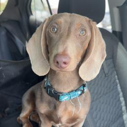 Neville - Dachshund