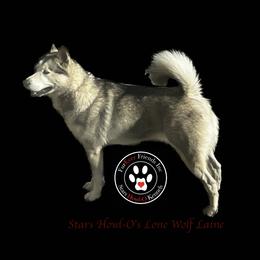 Laine - Alaskan Malamute