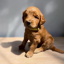 Sunshine - Red  female Goldendoodle puppy in Glenn Heights, Texas from Marvelous Mannered K9s of Texas