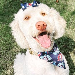 Lilly - Goldendoodle