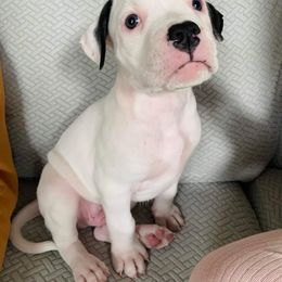 American Bulldog Puppies from Slayton's American Bulldogs