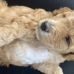 Goldendoodle Puppies from WW Doodles