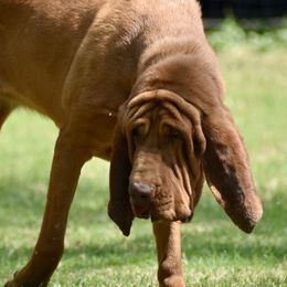 Little Anne - Bloodhound