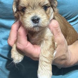 Female 2 - Red female Havanese puppy in Congerville, Illinois from Happy Go Lucky Havanese