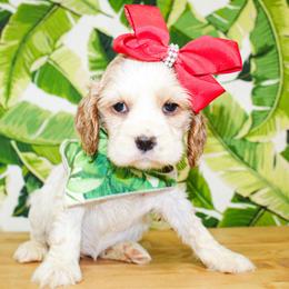 Pearl - Buff and white female Cocker Spaniel puppy in Rattan, Oklahoma from Double M Cocker Spaniels