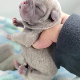 Bulldog and French Bulldog Puppies from Eclipse Bulldogs
