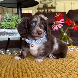 Bentley - Dapple male Dachshund puppy in New Albany, Mississippi from Double A. Doxies