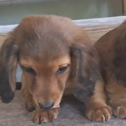 Dachshunds from Green Acres Dachshunds