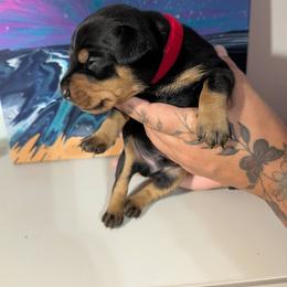 Black Tan Male 4 - Black male German Pinscher puppy in Chatham, Virginia from WMHK9/Roolyn German Pinschers