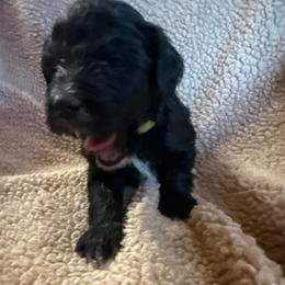 Boy 5 yellow collar - Black and white male Sheepadoodle puppy in Eleva, Wisconsin from Molly’s Doodles