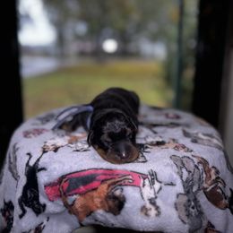 Ice - Black and rust male Beauceron puppy in Scott, Arkansas from Seelingers Beaucerons