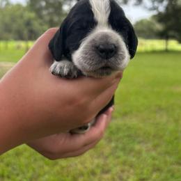Pink - Black and white female English Springer Spaniel puppy in Williston, Florida from Bizzy Farms English Springer Spaniels