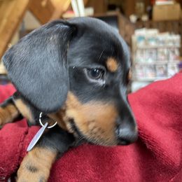 Dachshund Puppies from Cogsworth Cromwell Dachshunds of South West Michigan