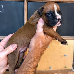 Boy 3 - Fawn male Boxer puppy in Rochester, Washington from Holly's Boxers of Rochester