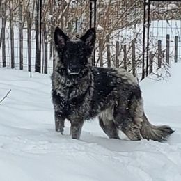 Shiloh Shepherd puppies from Strauss Haus Shepherds