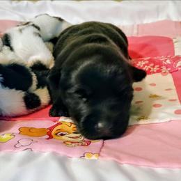 Bonnie Black Female - Black female Scottish Terrier puppy in Smiths Grove, Kentucky from Moore's We Little Farm AKC Scotties