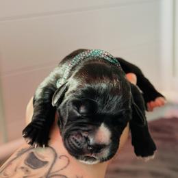 Mara - Black female Cane Corso puppy in Houston, Texas from Mortaio Cane Corso