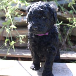 Purple - Black Goldendoodle puppy in Midland, North Carolina from Alger Farm, LLC