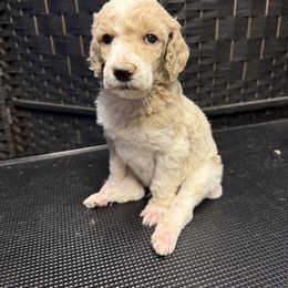 Blue collar - Parti male Poodle puppy in New Kensington, Pennsylvania from Happy puppy tails