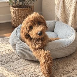 Bentley - Goldendoodle