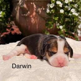 Darwin - Black tan and white male Beagle puppy in Mansfield, Missouri from Rippee Creek Kennel