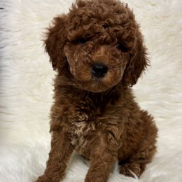 Boy 34 - Red  male Goldendoodle puppy in West Point, Iowa from Circle A Mini Goldendoodles and Mini Bernedoodles