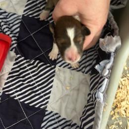 Pink - White and sable female Shetland Sheepdog puppy in Fontanelle, Iowa from Jensen Farms Shelties