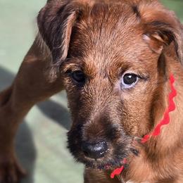 Irish Terriers from Nancy Mahan