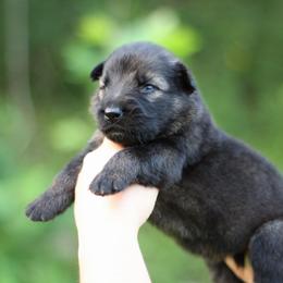 2nd choice - Sable male German Shepherd puppy in Lucasville, Ohio from Trusting Hearts Kennel