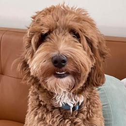 Lola - Goldendoodle