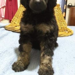 Poodle Puppies from Endearing Standard Poodles
