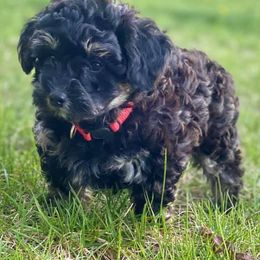 Bernedoodle and Goldendoodle Puppies from TurkeyCreek Doodles
