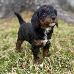 Eowyn - Brown white and tan female Cockapoo puppy in Tallahassee, Florida from Panhandle Pups