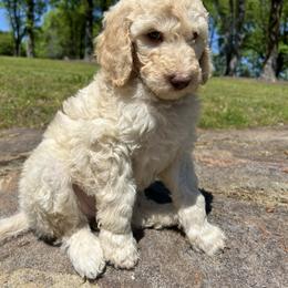 Goldendoodle Puppies from Winchester Doodles