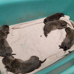 None - Light brown male Chesapeake Bay Retriever puppy in San Antonio, Texas from Flying "B" Kennels