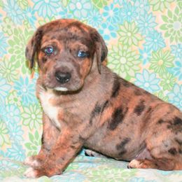 Pal - Blue merle male Catahoula Leopard Dog puppy in Potsdam, New York from Spot On Catahoula Leopard Dogs