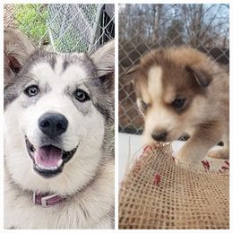 Siberian Husky Puppies from Dixie's Siberians