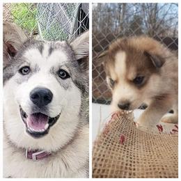 Siberian Husky Puppies from Dixie's Siberians