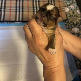 Boy 1 - Black gold and white male Shih Tzu puppy in Benbrook, Texas from Michael’s Shih Tzus
