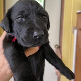 Jack Russell Terrier and Labrador Retriever Puppies from Canine Assist