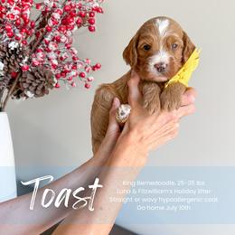 Toast - Red male Bernedoodle puppy in South Jordan, Utah from Wonderful World Doodles