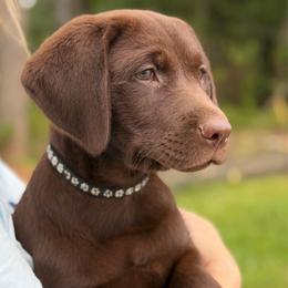 Owen - Chocolate male Labrador Retriever puppy in Archer Lodge, North Carolina from Archer Lodge Labradors