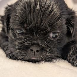Kayce - Black and white male Shih Tzu puppy in Claxton, Georgia from Small Pawz Shih tzu