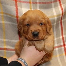 Basil - Dark golden male Golden Retriever puppy in New Weston, Ohio from Bertke AKC Golden Retrievers and Bernese Mountain Dogs