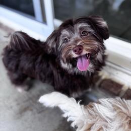 Entei - Havanese