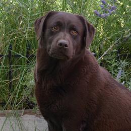 Dilute Retrievers and Labrador Retrievers from Jobs Peak Labradors