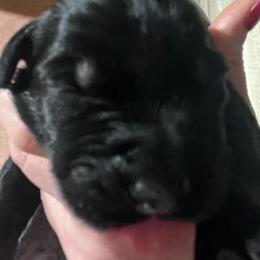 Zeki-Purple collar - Pepper and salt male Giant Schnauzer puppy in Atoka, Oklahoma from Hannah's Haus & Farm