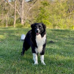 Fallon - Australian Shepherd